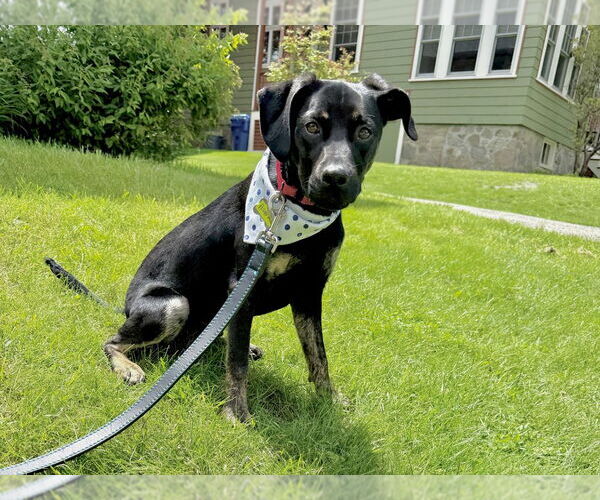 Medium Photo #8 Mountain Cur-Unknown Mix Puppy For Sale in Boston, MA, USA