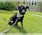 Small #7 Mountain Cur Mix