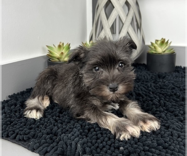 Medium Photo #8 Schnauzer (Miniature) Puppy For Sale in FRANKLIN, IN, USA