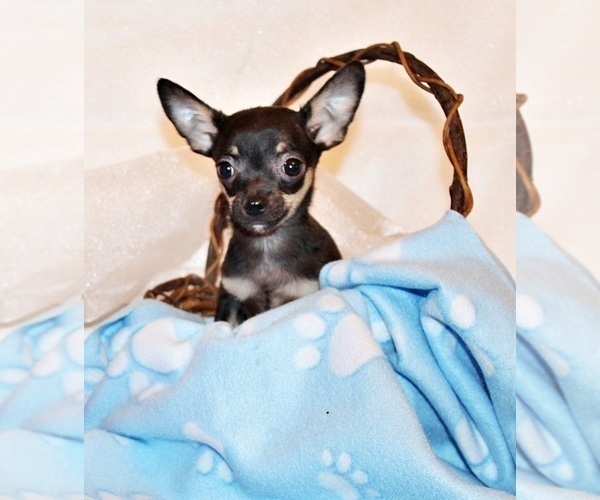 Medium Photo #56 Chihuahua Puppy For Sale in CHARLESTON, AR, USA