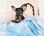 Small #1 Chihuahua