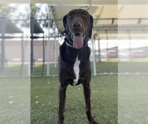 Labrador Retriever Dogs for adoption in Downey, CA, USA