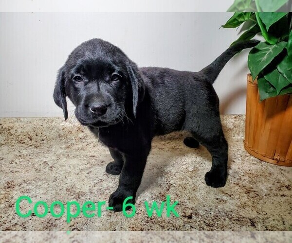 Medium Photo #9 Labrador Retriever Puppy For Sale in CATO, NY, USA