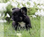 Small #6 French Bulldog