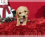 Small Photo #4 Poodle (Standard) Puppy For Sale in COLORADO SPRINGS, CO, USA