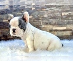 Small Photo #1 French Bulldog Puppy For Sale in MOUNT VERNON, AL, USA
