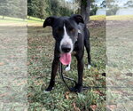 Small Borador