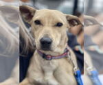 Small #3 Dachshund Mix