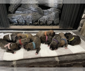 Boxer Litter for sale in BRUSH CREEK, TN, USA