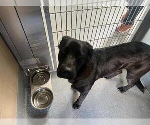 Labrador Retriever Dogs for adoption in Orange, CA, USA