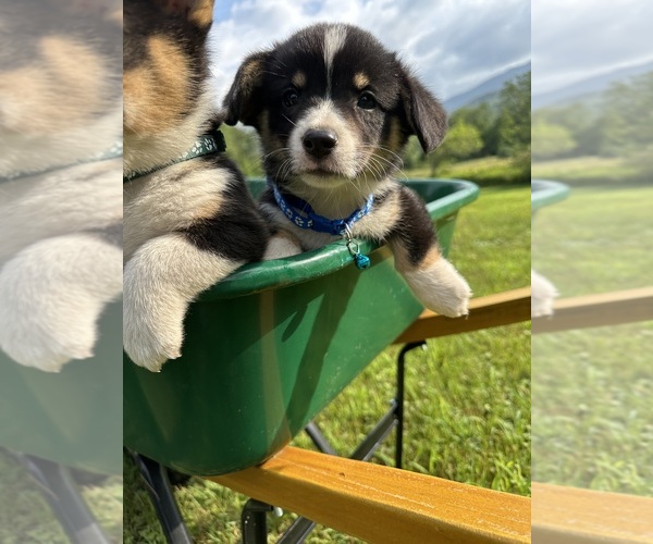 Medium Photo #71 Pembroke Welsh Corgi Puppy For Sale in PERKINSVILLE, VT, USA