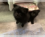 Small Photo #5 Pomeranian Puppy For Sale in GOSHEN, NY, USA