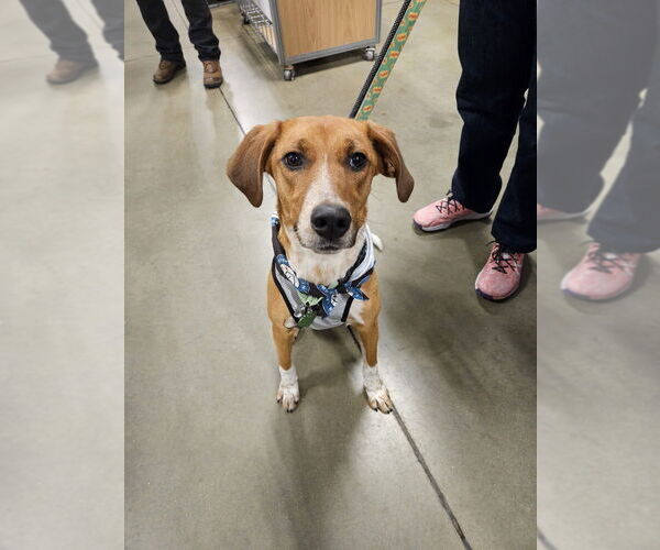 Medium Photo #10 Mutt Puppy For Sale in Silver Spring, MD, USA