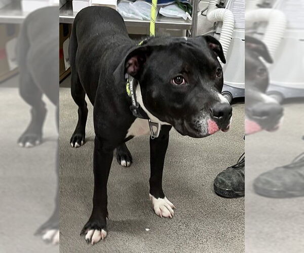 Medium Photo #1 Labrador Retriever-Unknown Mix Puppy For Sale in Forestville, MD, USA