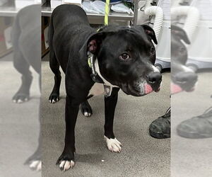 Labrador Retriever-Unknown Mix Dogs for adoption in Forestville, MD, USA