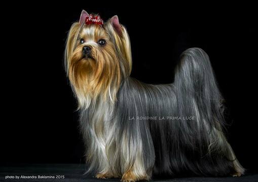 Medium Photo #7 Yorkshire Terrier Puppy For Sale in CULLOWHEE, NC, USA