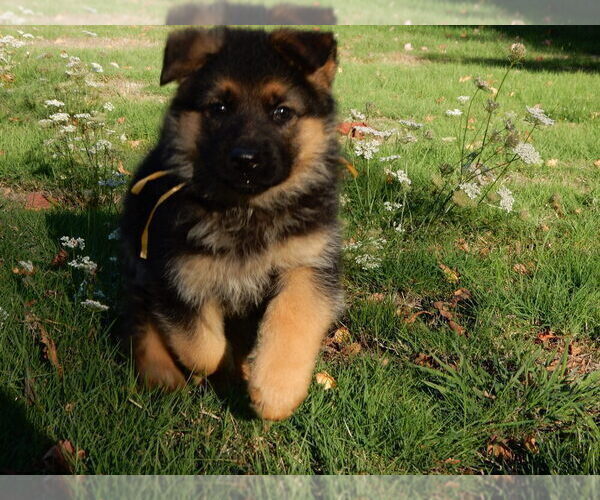 Medium Photo #14 German Shepherd Dog Puppy For Sale in FOREST GROVE, OR, USA