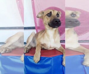 Bianca - Female Black Mouth Cur-Boxer Mix Dog for Adoption - Photo #8