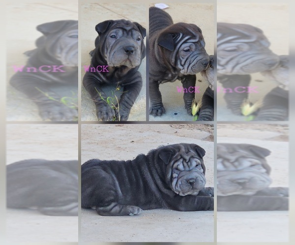 Medium Photo #1 Chinese Shar-Pei Puppy For Sale in APPLE VALLEY, CA, USA