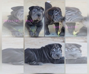 Chinese Shar-Pei Puppy for sale in APPLE VALLEY, CA, USA
