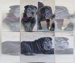 Small Chinese Shar-Pei