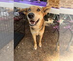Small #7 German Shepherd Dog