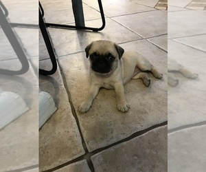 Pug Puppy for sale in CAPE CORAL, FL, USA