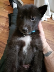 Wolf Hybrid Puppy for sale in RED OAK, IA, USA