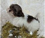 Small #2 Havanese