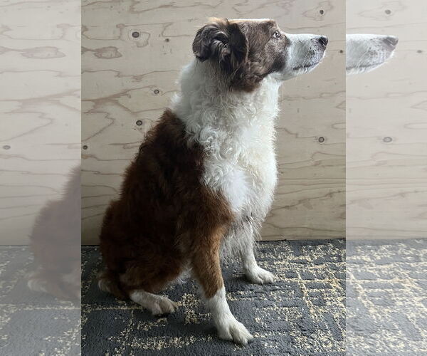 Medium Photo #2 Border Collie Puppy For Sale in Highland, IL, USA