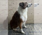 Small #1 Border Collie
