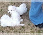 Small Photo #11 Maltese Puppy For Sale in ROSWELL, GA, USA