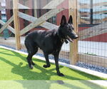 Small #1 German Shepherd Dog