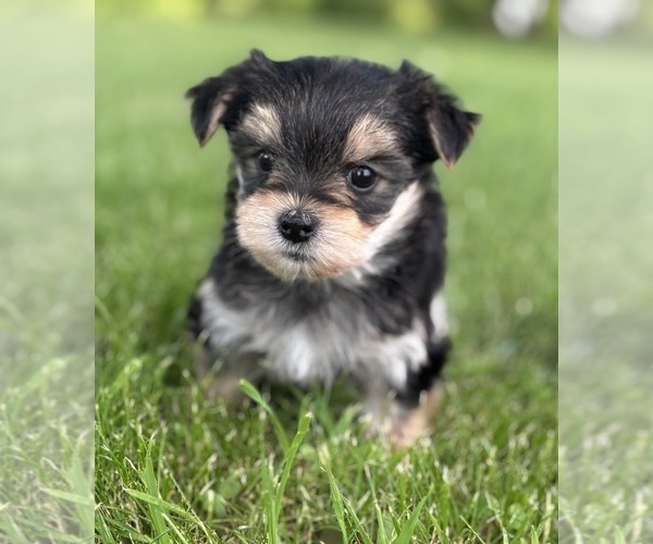 Medium Photo #7 Morkie Puppy For Sale in ROCK STREAM, NY, USA