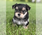 Small #6 Morkie