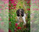 Small Cocker Spaniel