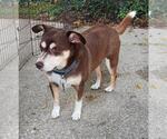 *Riley - Courtesy Listing - Male Mutt Dog for Adoption - Small photo
