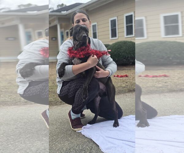 Medium Photo #5 Labrador Retriever-Unknown Mix Puppy For Sale in Orangeburg, SC, USA