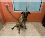 DUTCHESS - Female Great Dane-Holland Shepherd Mix Dog for Adoption - Small photo