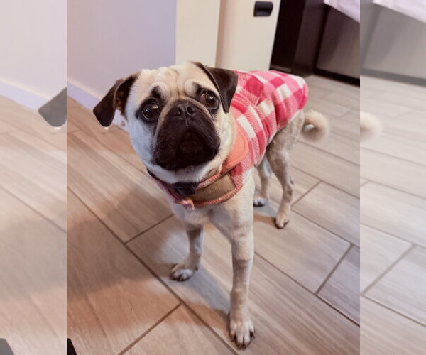 Medium Photo #2 Pug Puppy For Sale in Davis, CA, USA