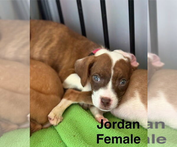 Medium Photo #1 Boxer-Unknown Mix Puppy For Sale in Aurora, IN, USA