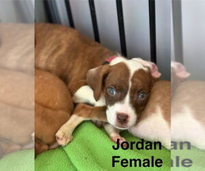 Boxer-Unknown Mix Dogs for adoption in Aurora, IN, USA