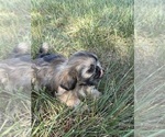 Small Photo #3 Shih Tzu Puppy For Sale in MONROE, NC, USA