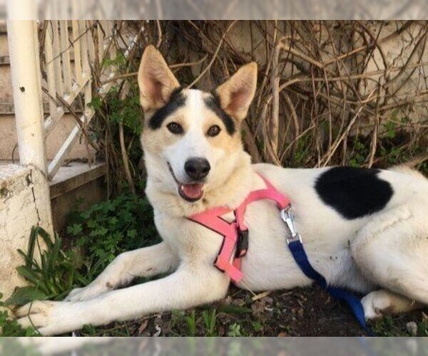Medium Photo #1 Mutt Puppy For Sale in Calgary, Alberta, Canada
