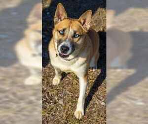 Huskies -Unknown Mix Dogs for adoption in Perry, GA, USA