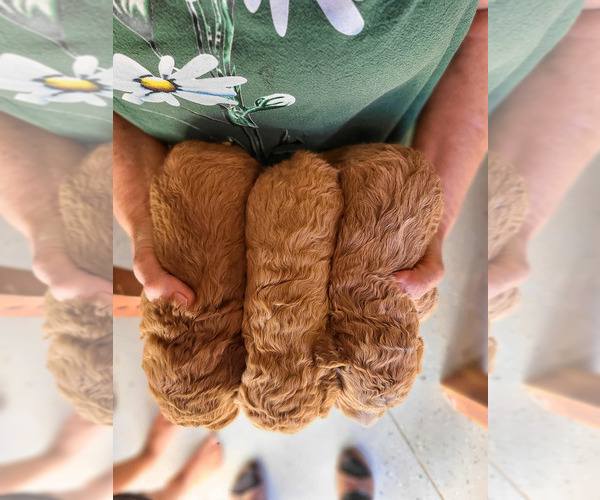 Medium Photo #18 Poodle (Standard) Puppy For Sale in WAGENER, SC, USA