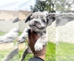 Small Photo #16 French Bulldog Puppy For Sale in BEVERLY HILLS, CA, USA