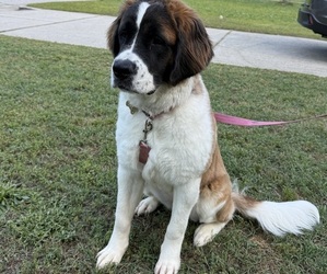 Saint Bernard Puppy for sale in KNIGHTDALE, NC, USA
