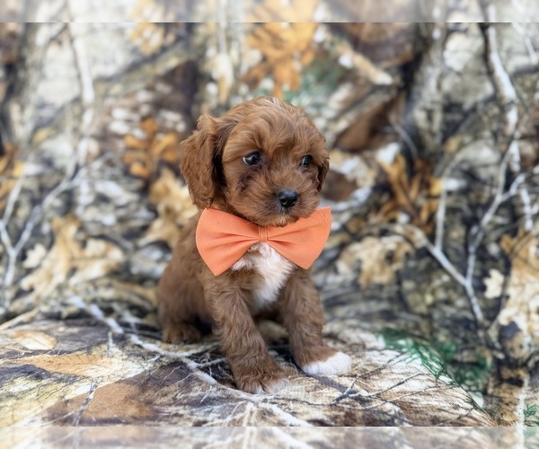 Medium Photo #8 Cavapoo (Miniature) Puppy For Sale in LAKELAND, FL, USA