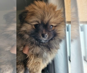 Pomeranian Puppy for sale in BARSTOW, CA, USA